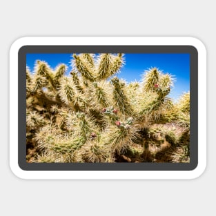 Cholla Cactus along the Apache Trail Sticker